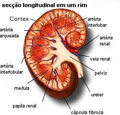 continua pelo ureter, canal que transporta a urina até à bexiga para que esta aí seja armazenada até sair para o exterior através da uretra durante a micção. 2.1.3.