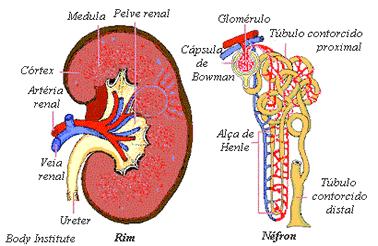 Após um complexo mecanismo de vascularização dos néfrons, as arteríolas transformam-se numa rede de capilares, da qual surgem finas vénulas cuja união origina as veias interlobulares.