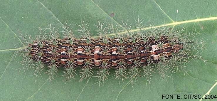 4 As lagartas da espécie Lonomia obliqua apresentam o corpo marrom, com faixas longitudinais dorsais marrom-claro, contornadas de preto e manchas dorsais brancas; possuem cerdas esverdeadas em forma