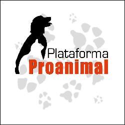 Gatos para Adopção PROANIMAL - Plataforma Proanimal https://www.facebook.