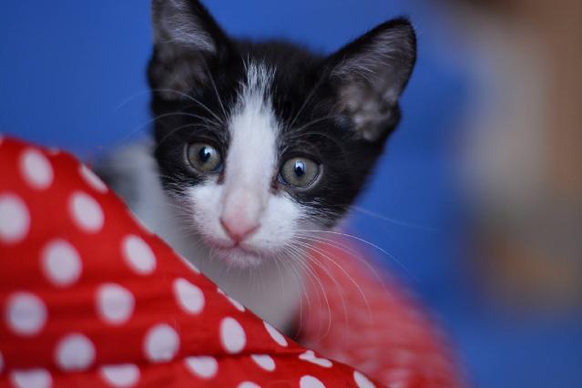 Oscar, Macho arraçado(a) de Europeu Comum de porte Desconhecido.Ao nosso cuidado há menos de um mês. Usar Referência 11845 para mais informação. http://www.portugalzoofilo.net/gatos/gato.jsp?