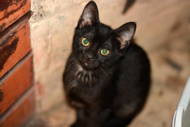 Pincel, Macho arraçado(a) de Europeu Comum de porte Desconhecido.Ao nosso cuidado há menos de um mês. Usar Referência 11857 para mais informação. http://www.portugalzoofilo.net/gatos/gato.jsp?