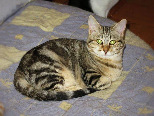 Sally, Fêmea arraçado(a) de Europeu Comum de porte Desconhecido.Ao nosso cuidado há menos de um mês. Usar Referência 12273 para mais informação. http://www.portugalzoofilo.net/gatos/gato.jsp?