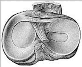 articulares cartilaginosos assimétricos