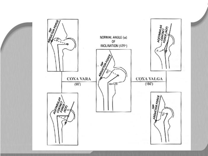 MOV. ADM LIMITANTES Flexão 90º (joelho.ext) IQT e Grácil 120º (Joelho flex) Extensão 20º (joelho ext) 10º (joelho flex) Reto femoral Fibras inf. lig. Isquiofemoral e cápsula inferior Predomin. lig. Iliofemoral e cápsula inf; alguns componentes lig.