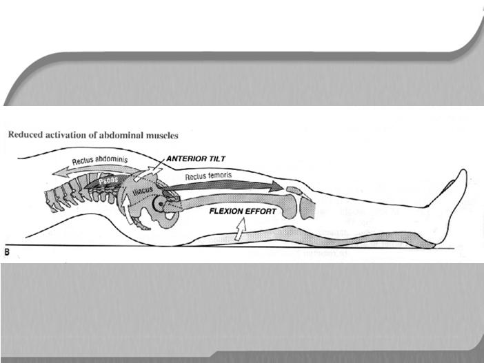 MÚSCULOS POSTERIORES ROTADORES LATERAIS -obturadores externo e interno -quadrado da coxa - piriforme - gêmeo inferior e superior Flexão Quadril - musculatura