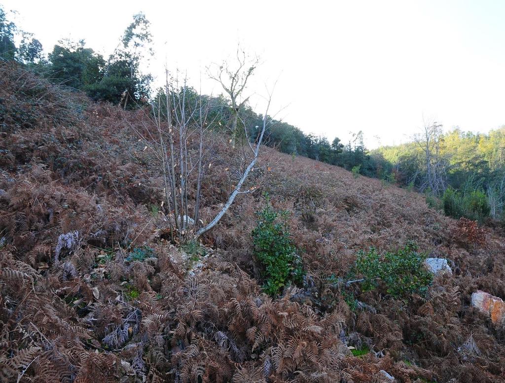 4 Parcela de terreno antes de intervenção Ambiente