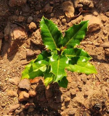 de mato, plantação, poda de formação