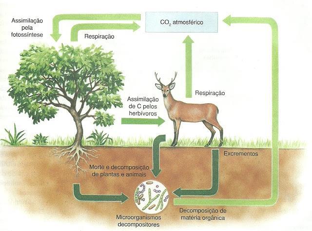 Ciclo do