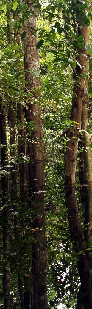 Glebas Públicas Federias na Amazônia Legal