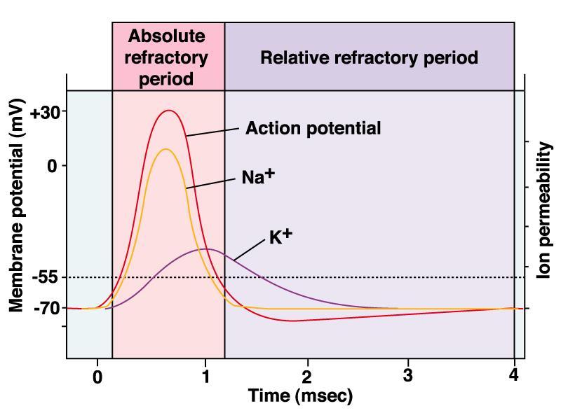 Períodos Refratários: limitam a taxa pela qual os sinais podem ser transmitidos no neurônio Os potenciais de ação não se sobrepõem por causa dos períodos refratários.