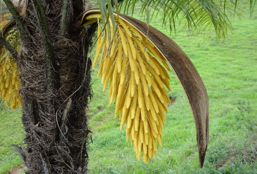 Biologia floral Fenologia da Floração 45 40 Número de Espatas 35 30 25 20 15 10 5 0 SEM III SEM IV SEM V SEM I