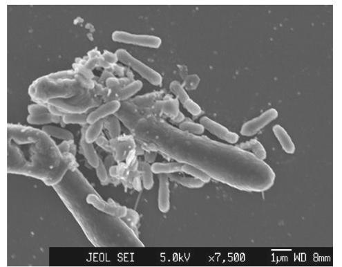 Microscópio: JEOL-JSM-6340F Field Emission SEM, da Universidade Federal