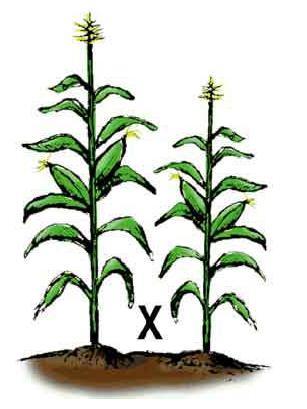 Construção sintética do transgene Introdução do DNA dentro da célula vegetal Seleção Regeneração da