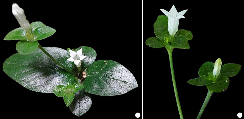 Spigelia no estado do Rio de Janeiro Material examinado: Mangaratiba, Reserva Ecológica do Rio das Pedras, trilha das Borboletas, 1.XII.1996, fl. e fr., J.M.A. Braga et al.