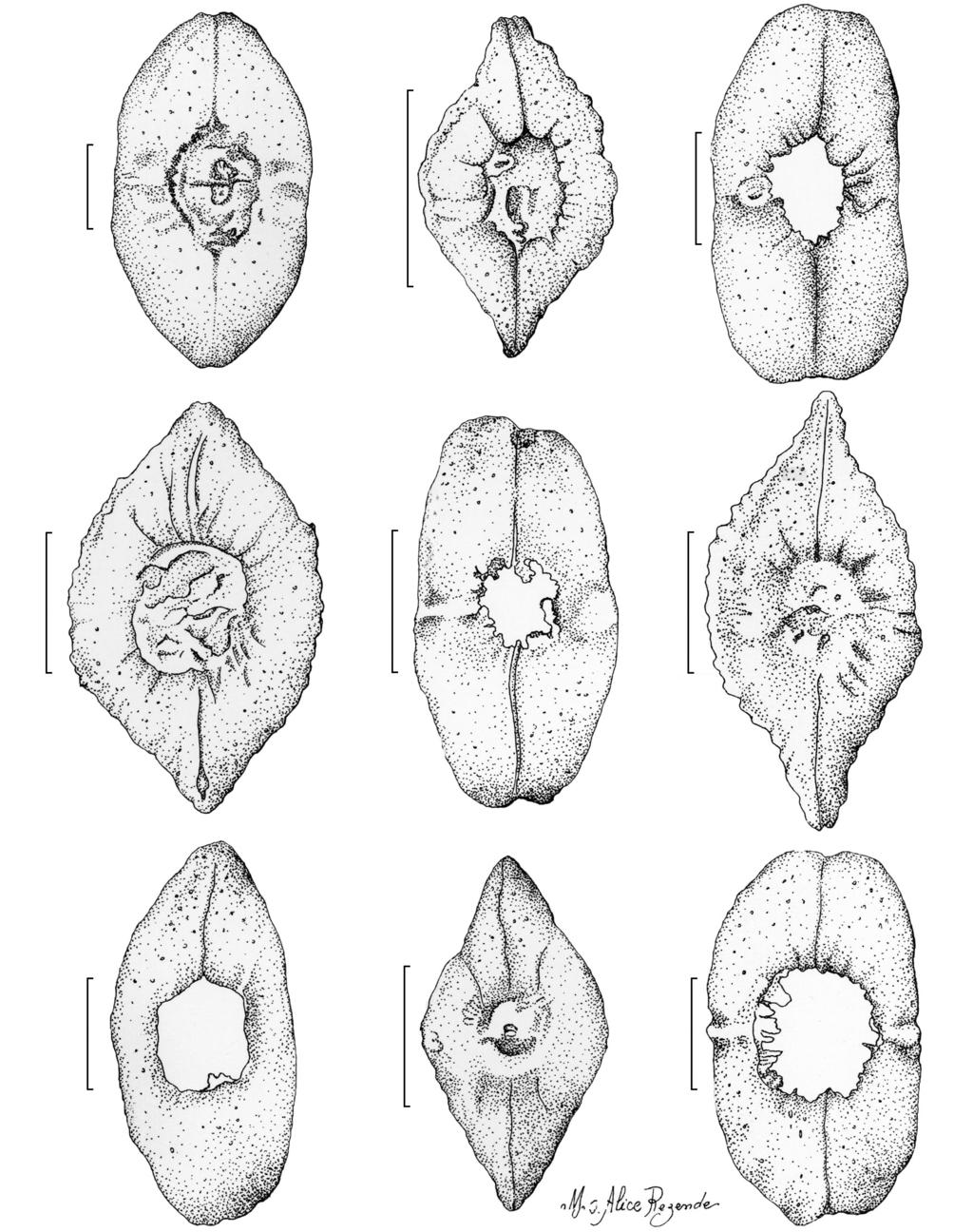 Spigelia no estado do Rio de Janeiro 1371 a b c d e f h Figura 8 Morfologia dos carpoatlas das espécies de Spigelia do Rio de Janeiro a. S. beyrichiana; b. S. flemmingiana; c. S. laurina; d. S. macrophylla; e.