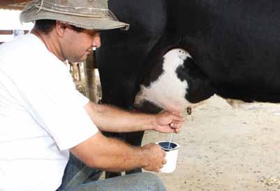 9 - Faça o teste da caneca telada ou de fundo preto Atenção: 1 - Vacas que apresentarem mastite clínica devem ser ordenhadas por último e o leite deverá ser descartado.