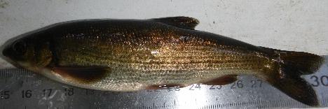 trutta S. alburnoides S.