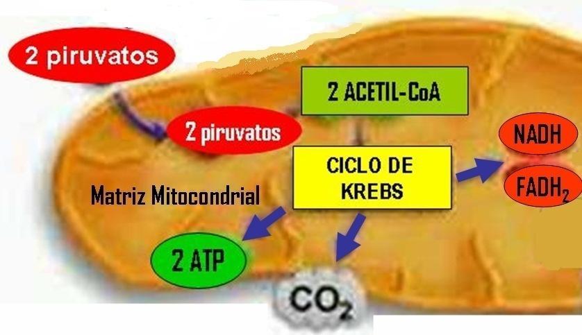 2 - CICLO