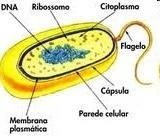 Onde ocorrem cada etapa nos procariontes Glicólise e o Ciclo de Krebs ocorrem no