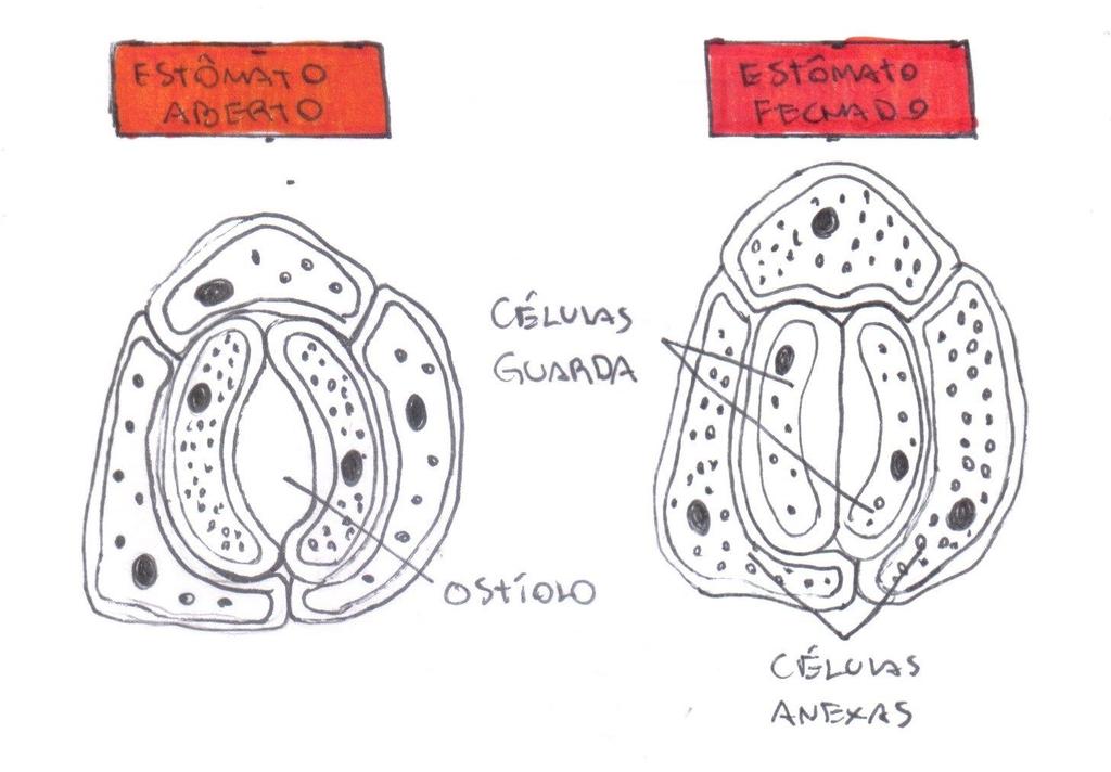 Figura 10: Estômato aberto e fechado. Alguns fatores ambientais podem influenciar a abertura dos estômatos, como a intensidade luminosa, a concentração de CO2 e o suprimento hídrico.