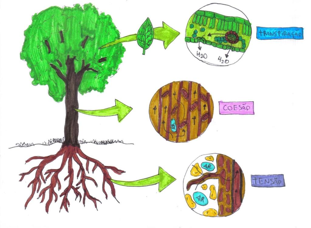 Figura 11: Transpiração, coesão e tensão. 4.3. Fitormônios Alguns fatores internos e externos às plantas interagem para controlar o seu desenvolvimento e crescimento.