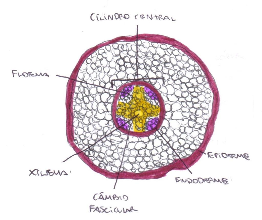 Figura 4: Corte transversal da raiz de uma dicotiledônea. Ao chegarmos ao caule das angiospermas temos os feixes vasculares que constituem o sistema de transporte dessas plantas.
