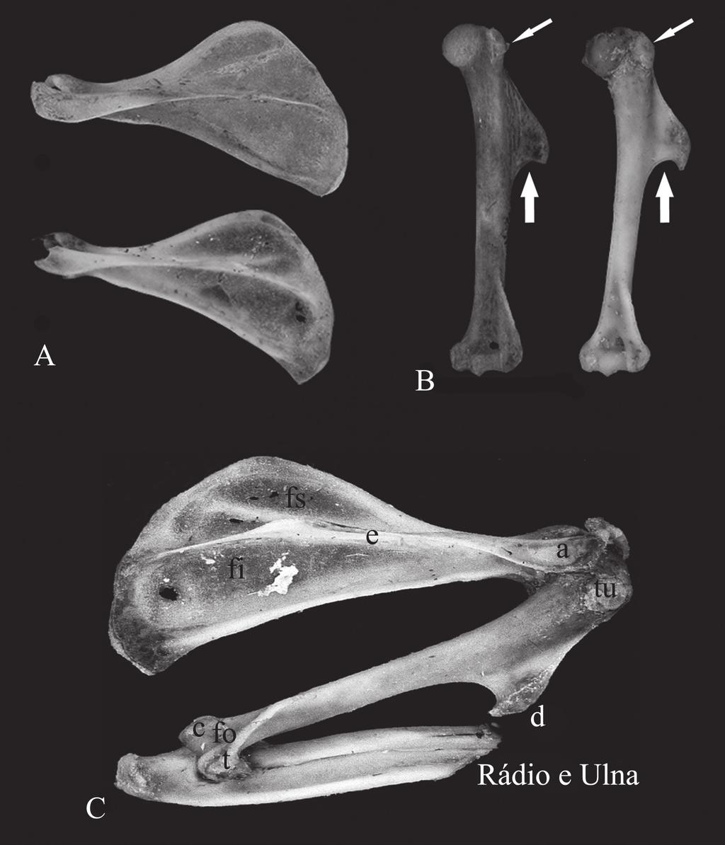 Papéis Avulsos de Zoologia, 51(3), 2011 39 primeiro uma lâmina óssea oblonga que se estende até a metade proximal.