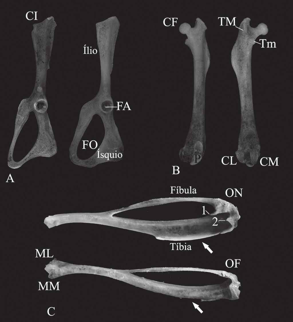 40 Machado, L.F. et al.: Anatomia e morfometria de Oligoryzomys nigripes e O.