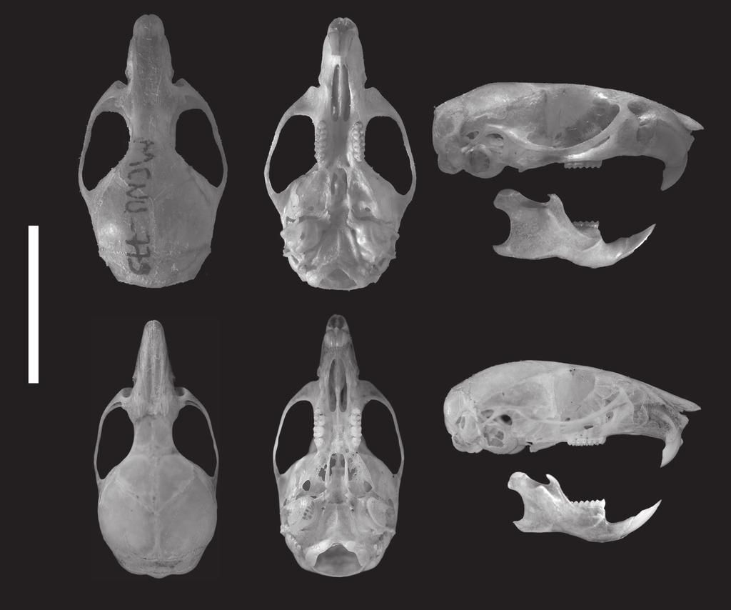 Papéis Avulsos de Zoologia, 51(3), 2011 35 o frontal e o parietal é em forma de v, sendo que o frontal é aproximadamente um quarto maior que nasal e o forame suprafrontal localizado na altura do M3