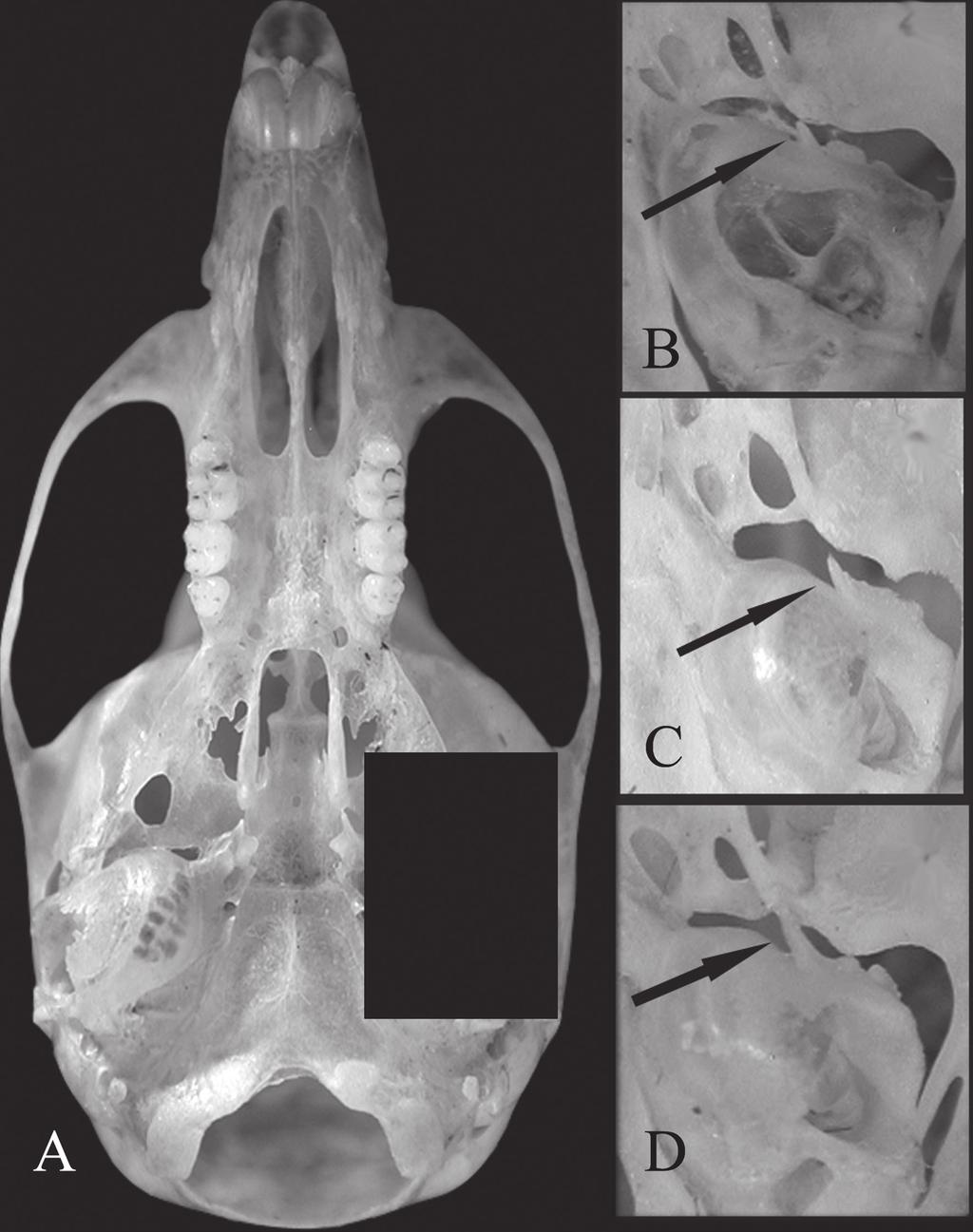36 Machado, L.F. et al.: Anatomia e morfometria de Oligoryzomys nigripes e O. flavescens Figura 4: Vista ventral do crânio de Oligoryzomys com detalhe da região da bula auditiva.