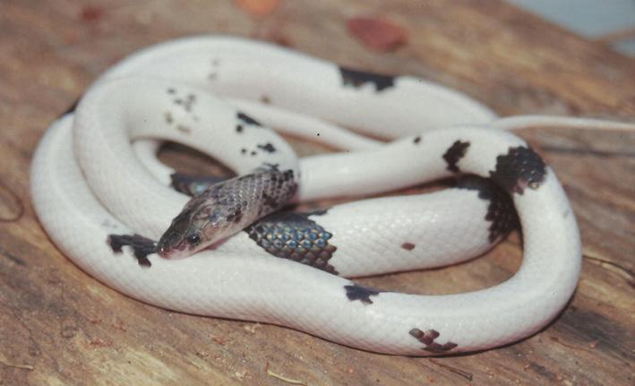 (Z) Leptophis ahaethulla