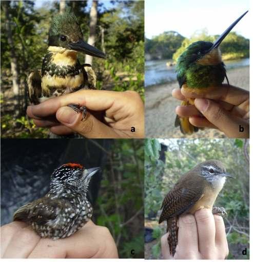 Figura 8: Algumas espécies de aves capturadas na Mata Ciliar da APA Rio Pandeiros. a) Chloroceryle americana; b) Galbula ruficauda; c) Picumnus albosquamatus; d) Cantorchilus leucotis.