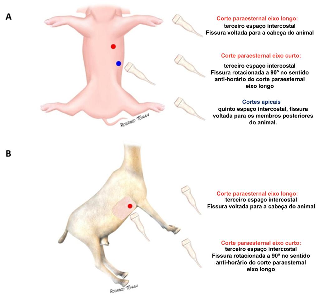 Figura 2 - Posição do transdutor em relação ao tórax do animal na abordagem pelo hemitórax esquerdo (A) e direito (B).