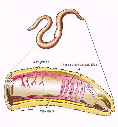 O sangue é impulsionado pelo vaso dorsal (por ondas de contracção), que possui 5 a 7 pares de arcos aórticos, para