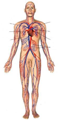 Os vertebrados apresentam artérias que transportam o sangue do coração, saindo