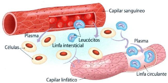 O plasma e os leucócitos (diapedese) podem atravessar as paredes dos capilares sanguíneos formando a linfa intersticial.