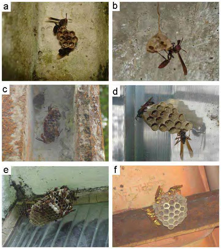 98 APÊNDICE 3 espécies de vespas sociais em associação à áreas antropizadas: (a) Mischocyttarus socialis;