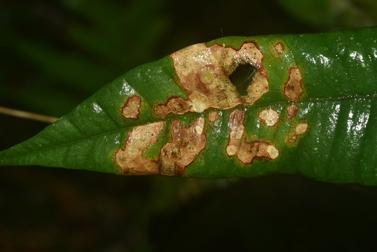 consequentemente em crescimento lento) e na defesa contra herbivoria, aumentando a sobrevivência de cada uma das poucas descendentes