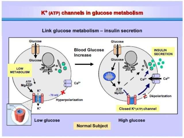 - Mutações do canal de Potássio ATP-sensível A fisiologia da liberação de insulina é observada na figura 1, onde a glicose entra na célula β através da ligação com a proteína transportadora de