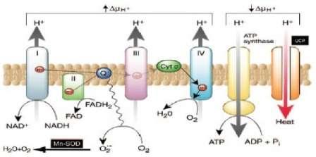 Figura 8: Produção de EROs pela cadeia mitocondrial de transporte de elétrons.