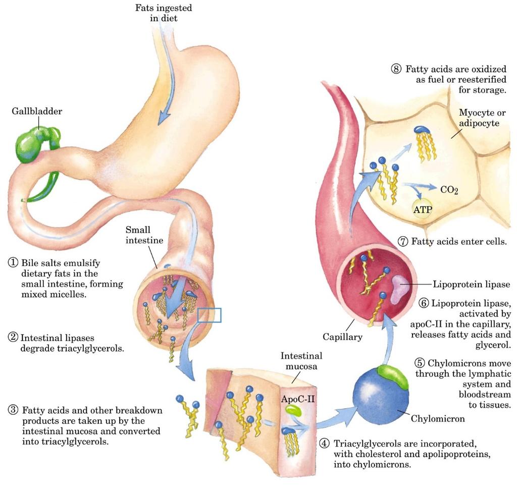 Digestão, absorção e transporte Vesícula biliar Gordura da dieta 7. Ácido graxo é utilizado como combustível ou reesterificado triacilgliceróis para armazenagem Miócito ou adipócito 1.