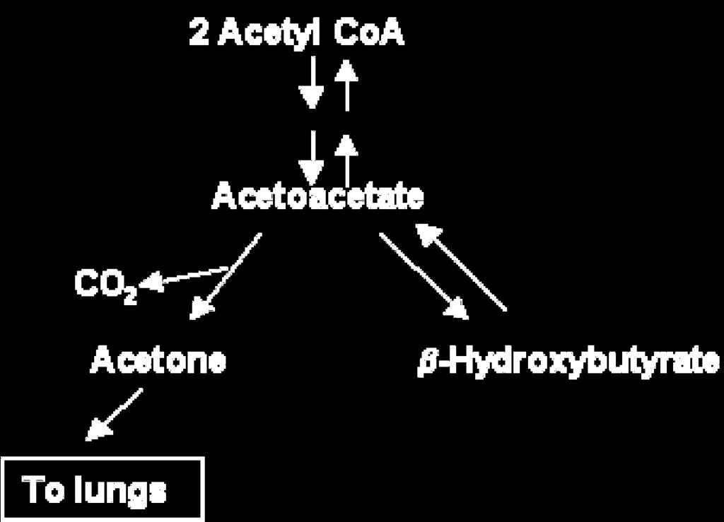 Pulmões Acetona não é utilizada pelo organismo e é expelida pelos pulmões Uma indicação que uma pessoa está produzindo corpos
