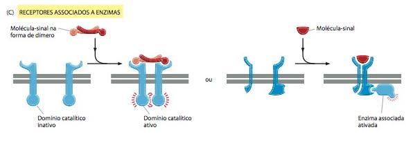 Os receptores associados a canais iônicos, a proteína G e a enzimas são as 3 maiores classes de receptores de superfície celular Os receptores associados a enzimas, quando ativados, funcionam