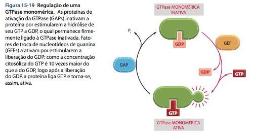 Muitas proteínas de sinalização intracelular atuam como comutadores moleculares que são