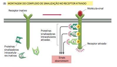 intracelular