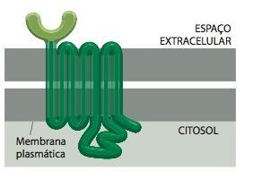 As proteínas G triméricas transmitem os sinais a partir dos receptores associados à proteína G A proteína G se