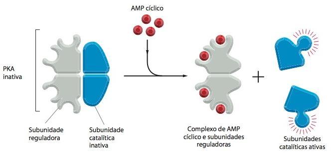 A proteína-cinase dependente de camp (PKA) faz a mediação da maioria dos efeitos do camp PKA fosforila serinas ou treoninas específicas de determinadas proteínas-alvo, inclusive proteínas de