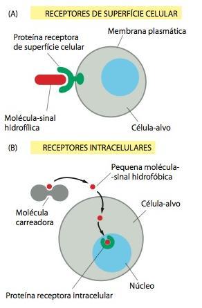 Fundamentos da transdução de sinais Nos animais multicelulares, as células se comunicam por meio de centenas de tipos diferentes de moléculas-sinal (ex.