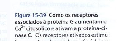 Algumas proteínas G (G q )